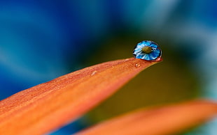 tilt shift lens dew drop photography